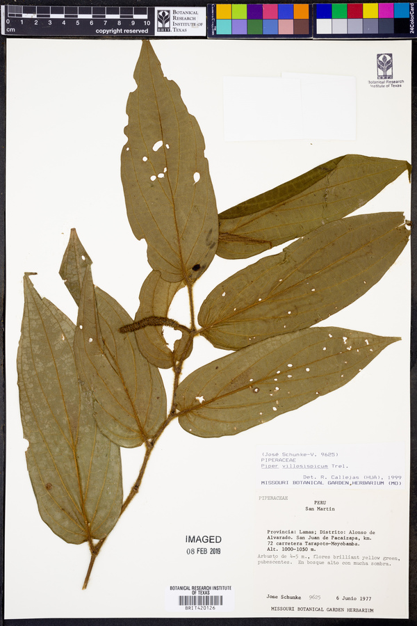 Piper villosispicum image