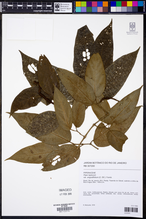 Piper lepturum var. angustifolium image