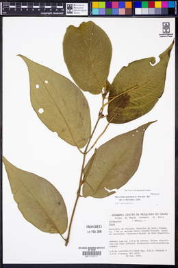 Piper malacophyllum image
