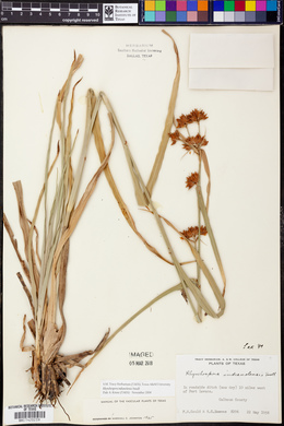 Rhynchospora indianolensis image