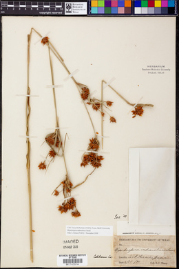 Rhynchospora indianolensis image