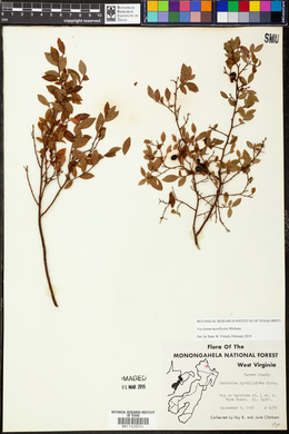 Vaccinium myrtilloides image