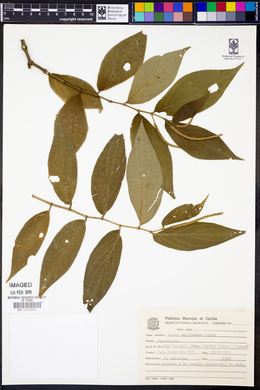 Piper mollicomum image