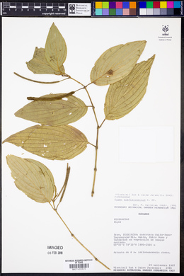 Piper subflavispicum image