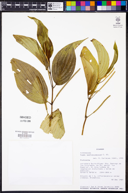 Piper subflavispicum image