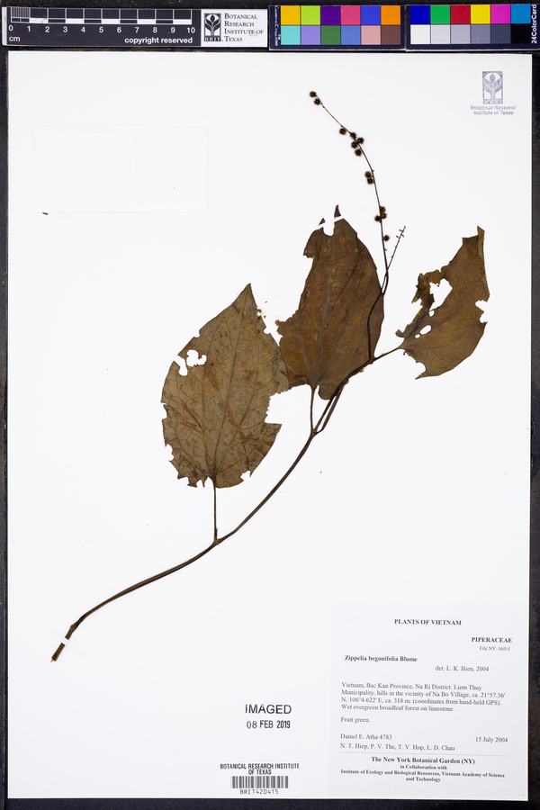 Zippelia begoniifolia image