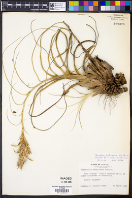 Tillandsia balbisiana image