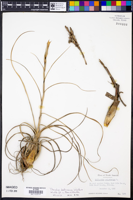 Tillandsia balbisiana image