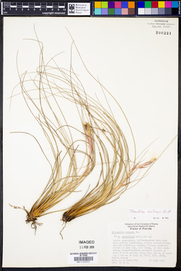 Tillandsia bartramii image