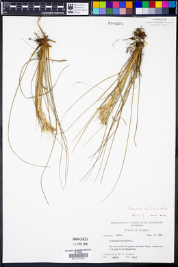 Tillandsia bartramii image