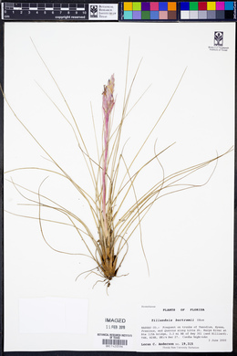 Tillandsia bartramii image