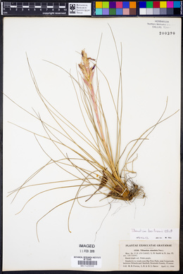 Tillandsia bartramii image