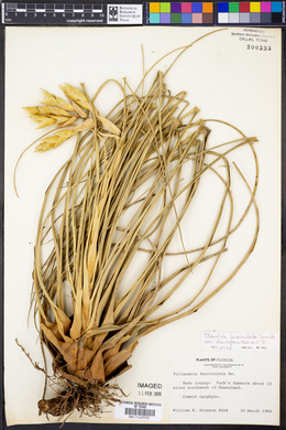 Tillandsia fasciculata image