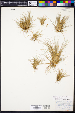 Tillandsia fasciculata image