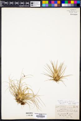 Tillandsia fasciculata image