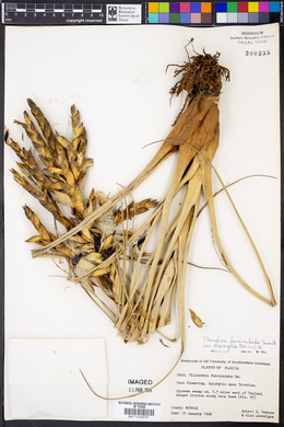 Tillandsia fasciculata image