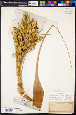 Tillandsia fasciculata image