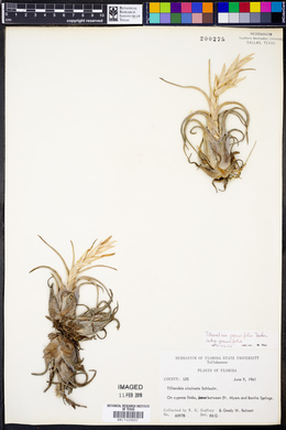 Tillandsia paucifolia image