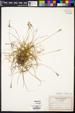 Tillandsia recurvata image