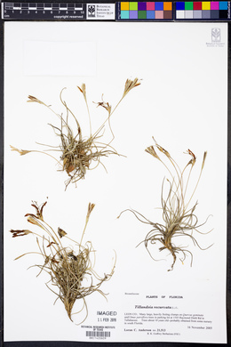 Tillandsia recurvata image