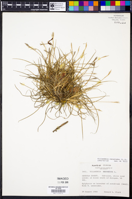 Tillandsia recurvata image