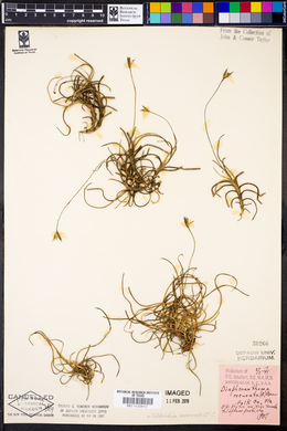 Tillandsia recurvata image