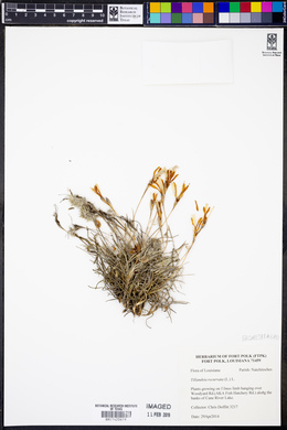 Tillandsia recurvata image