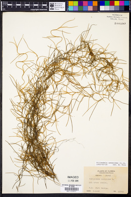 Tillandsia usneoides image