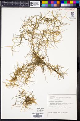 Tillandsia usneoides image