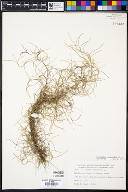 Tillandsia usneoides image