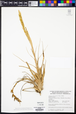 Tillandsia achyrostachys image