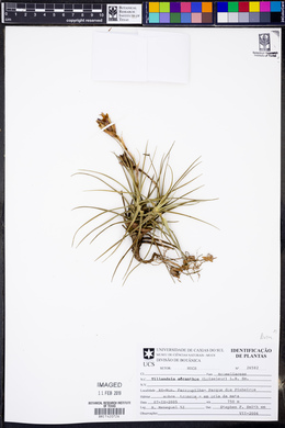 Tillandsia aeranthos image