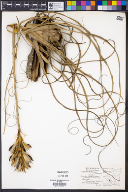 Tillandsia balbisiana image