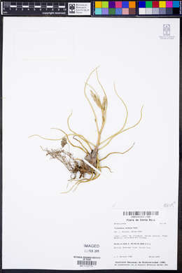 Tillandsia bulbosa image