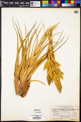 Tillandsia fasciculata image