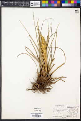 Tillandsia fasciculata image