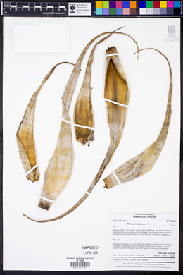 Tillandsia flexuosa image
