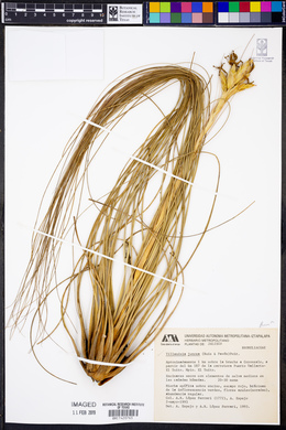 Tillandsia juncea image