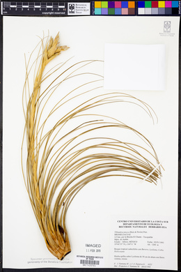 Tillandsia juncea image