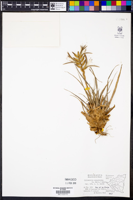 Tillandsia monadelpha image