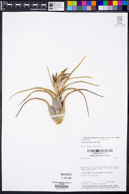 Tillandsia paucifolia image