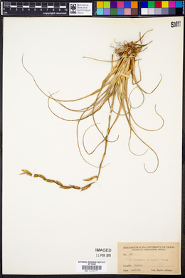 Tillandsia utriculata image