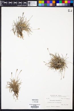 Tillandsia recurvata image