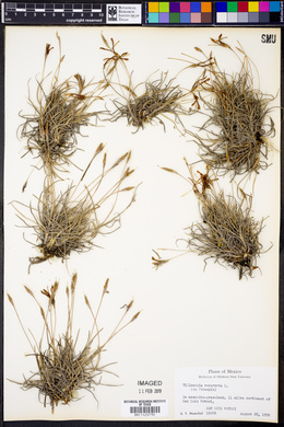 Tillandsia recurvata image