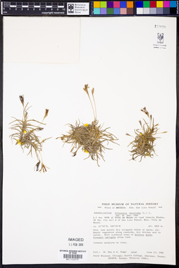 Tillandsia recurvata image