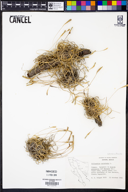 Tillandsia recurvata image