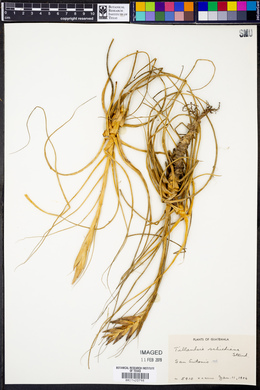Tillandsia schiedeana image