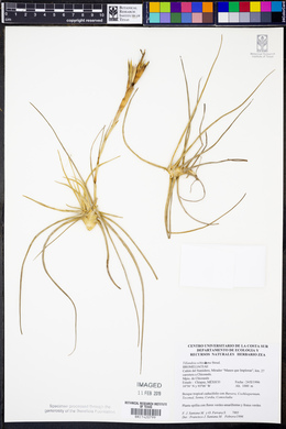 Tillandsia schiedeana image