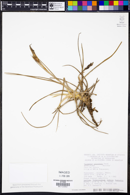 Tillandsia schiedeana image
