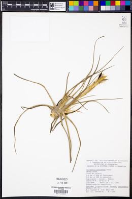 Tillandsia schiedeana image